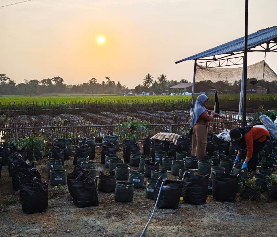 Dari Kebun ke Program MBG, Desa Merden Bangun Rantai Pangan yang Menggerakkan Ekonomi Masyarakat